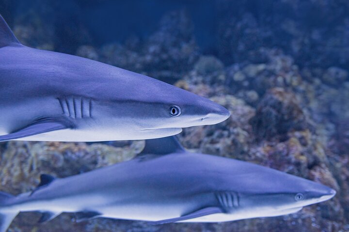 Cairns Aquarium Family Ticket