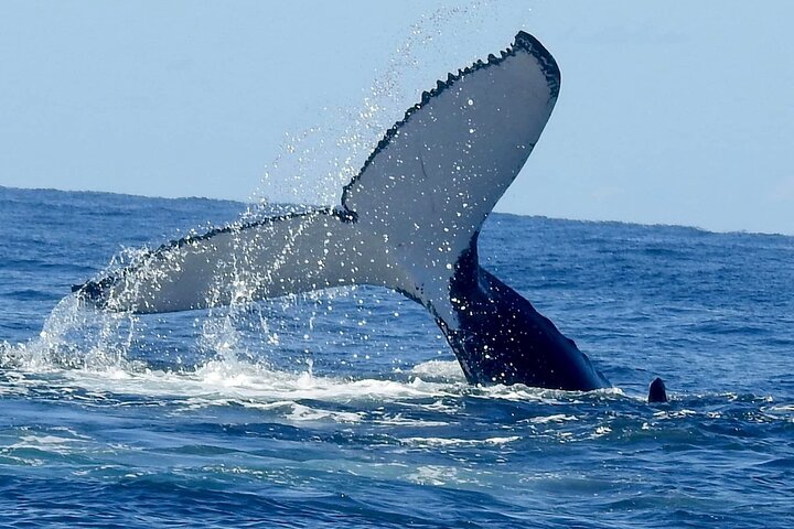 Gold Coast Whale Watching Cruise