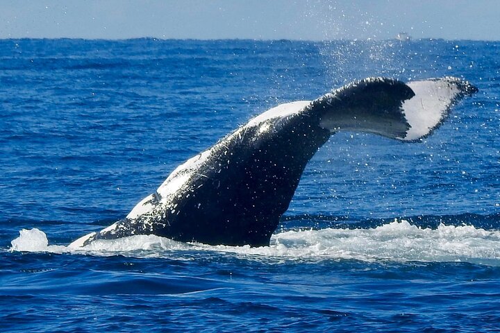 Gold Coast Whale Watching Cruise