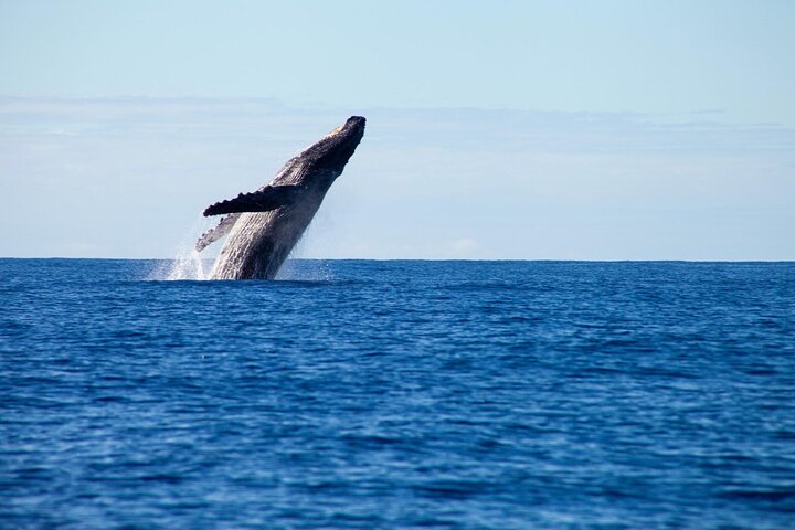 2.5hr Whale Watching Cruise in Australia