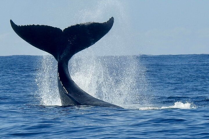 Gold Coast Whale Watching Cruise