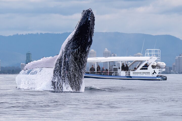 Gold Coast Whale Watching Cruise