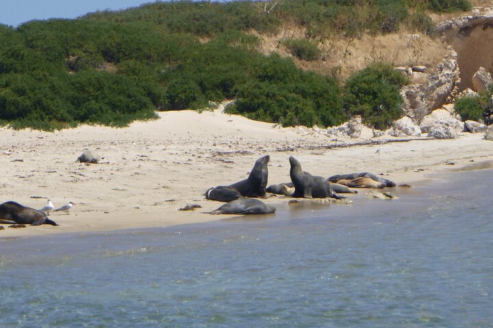 Shoalwater Islands Marine Park Cruise with Lunch