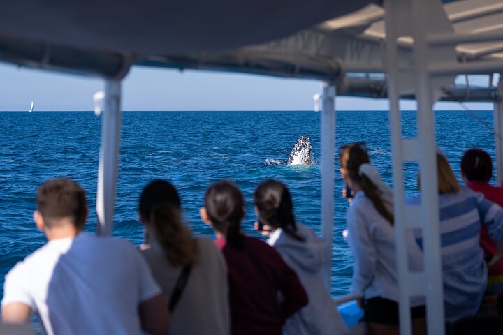Gold Coast Whale Watching Cruise