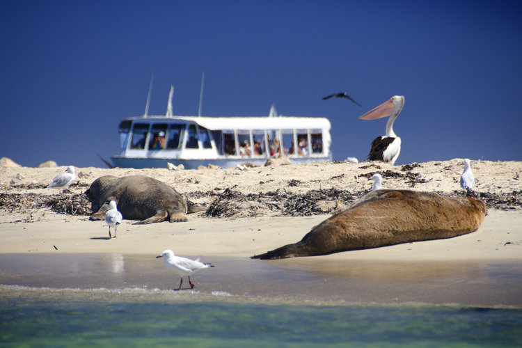 Dolphin Penguin & Sea lion Cruise - Wild Luxury Package for 2