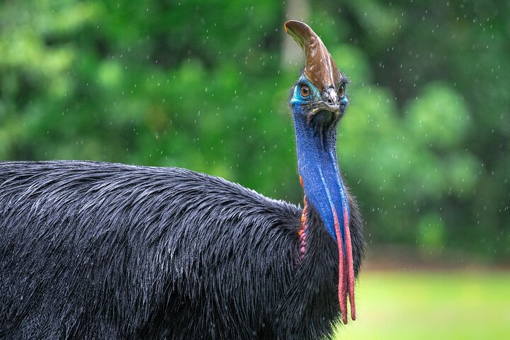 Amazing Daintree Waterfall Hike, Lunch, Swim and Crocodile Spotting Cruise