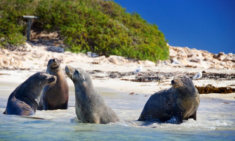 Wildlife Cruise & Seafood Lunch