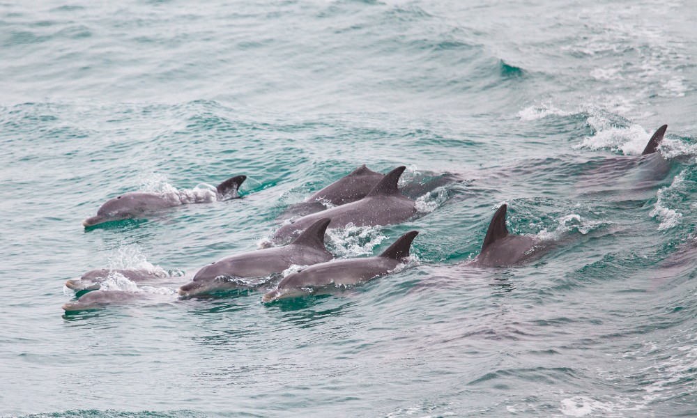 Wildlife Cruise & Seafood Lunch