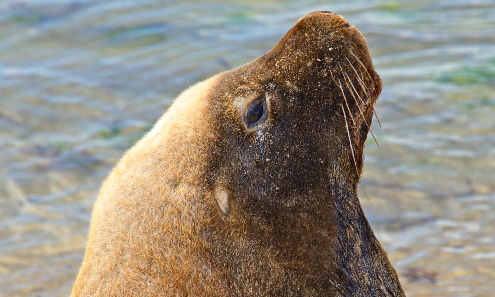 Wildlife Cruise & Seafood Lunch