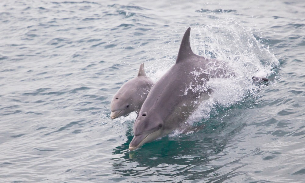 Wildlife Cruise & Seafood Lunch