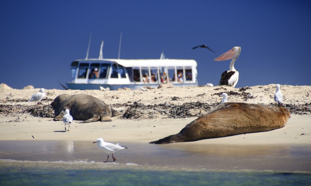 Wildlife Cruise & Seafood Lunch