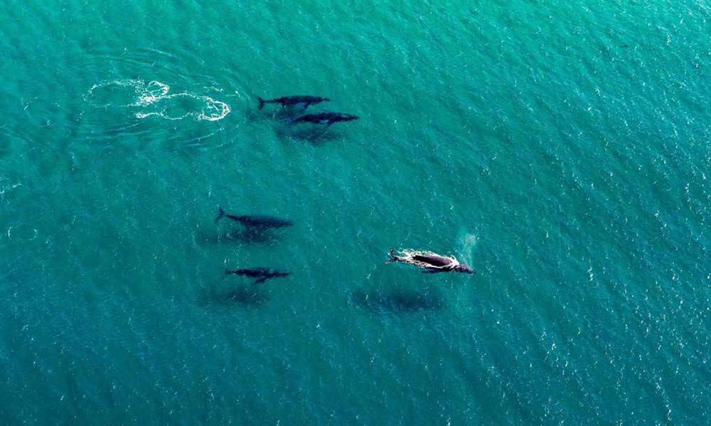 Heli Flight over Port Stephens and Stockton Beach For Two