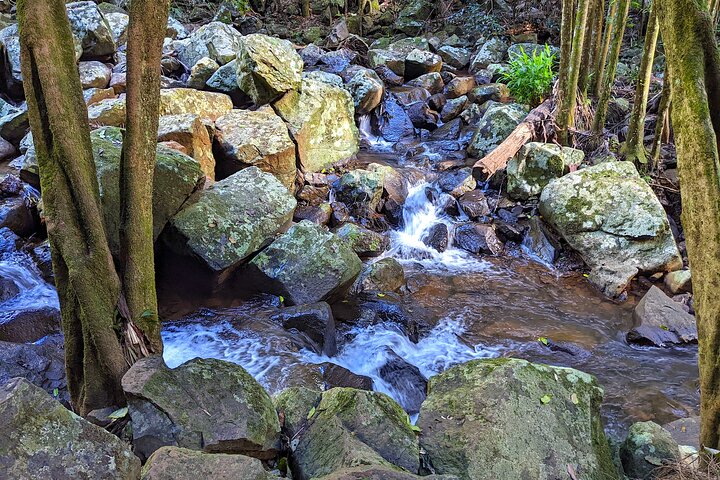 Full-Day Guided Mount Tamborine and Paradise Point Tour