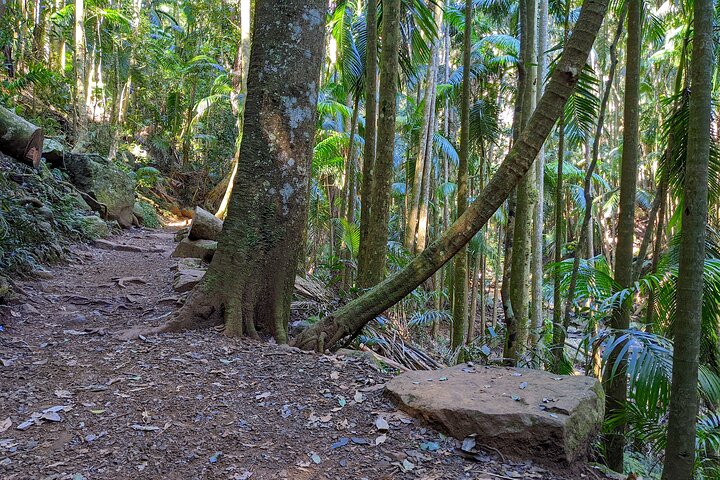 Full-Day Guided Mount Tamborine and Paradise Point Tour