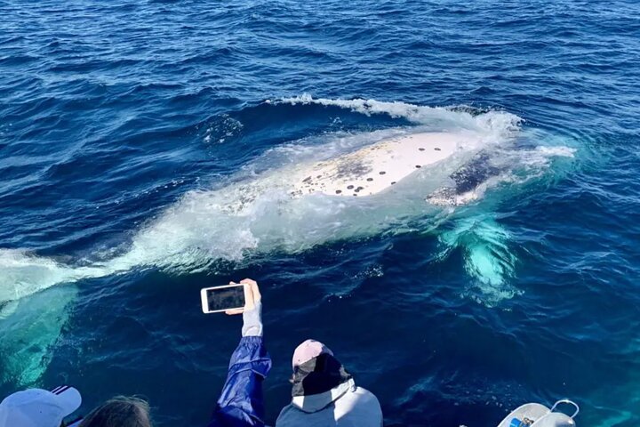 Small-Group Whale Watching Tour in Gold Coast