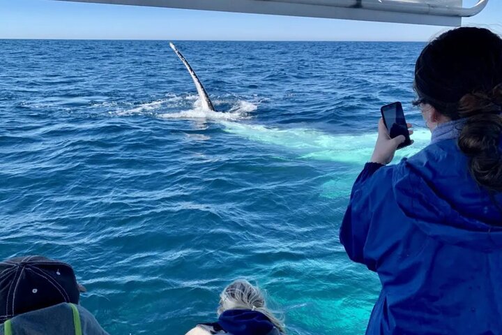 Small-Group Whale Watching Tour in Gold Coast