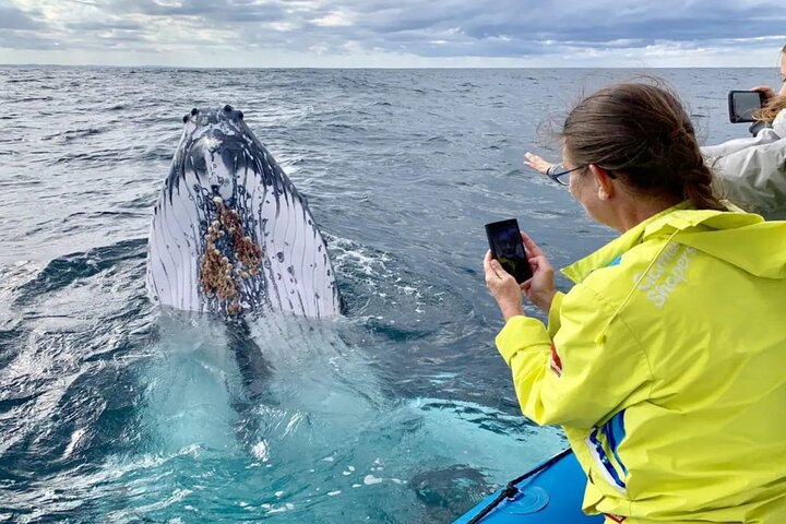 Small-Group Whale Watching Tour in Gold Coast