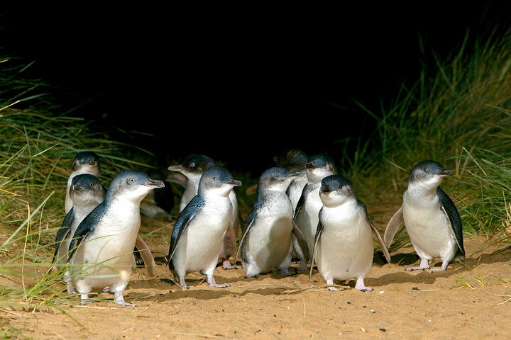 Full-Day Penguins and Wildlife Nature Experience from Melbourne