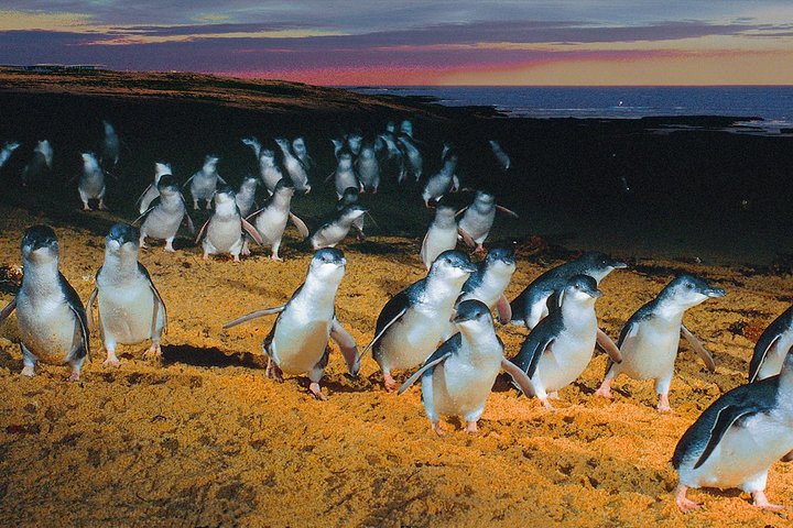 Phillip Island Tour from Melbourne