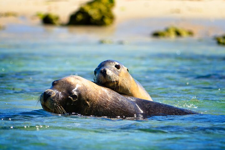 Dolphin Penguin & Sea lion Cruise - Wild Luxury Package for 2