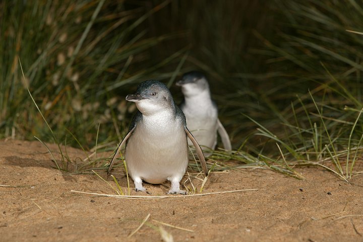 Phillip Island, Penguins, Koalas & Wildlife Tour – from Melbourne