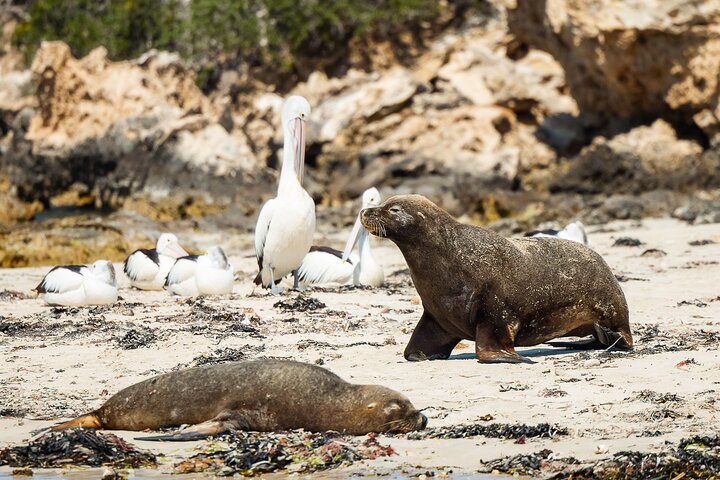 Dolphin Penguin & Sea lion Cruise - Wild Luxury Package for 2