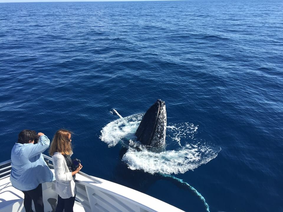 Australia Whale Experience: 1/2 Day Whale Watching Tour From July 2022 - Departs Bundaberg