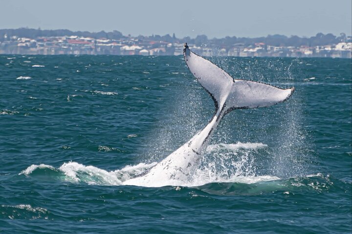 2 hour whale watching experience departing Fremantle
