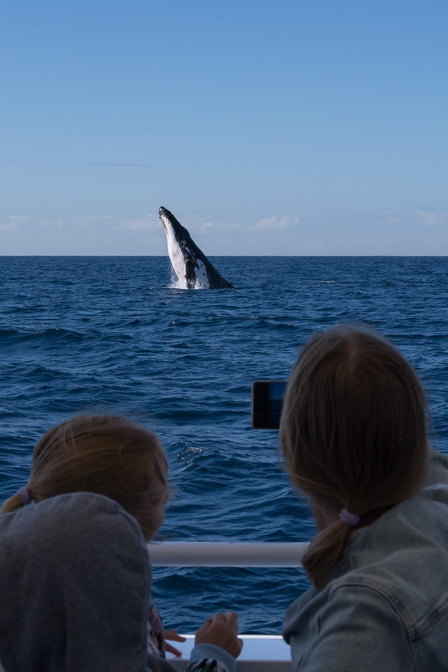 2.5hr Whale Watching Cruise