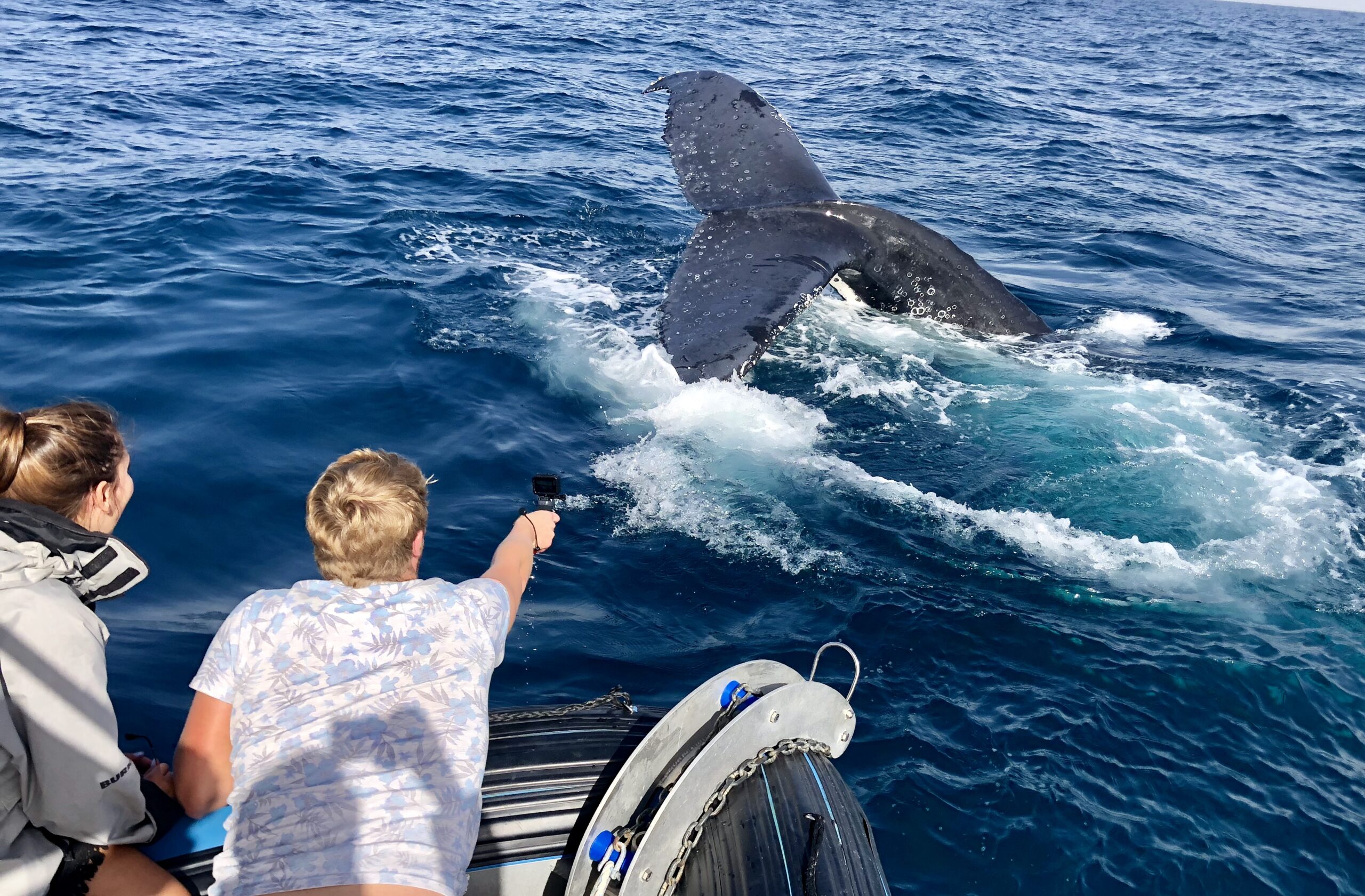 Boutique Whale Watching Adventure Tour