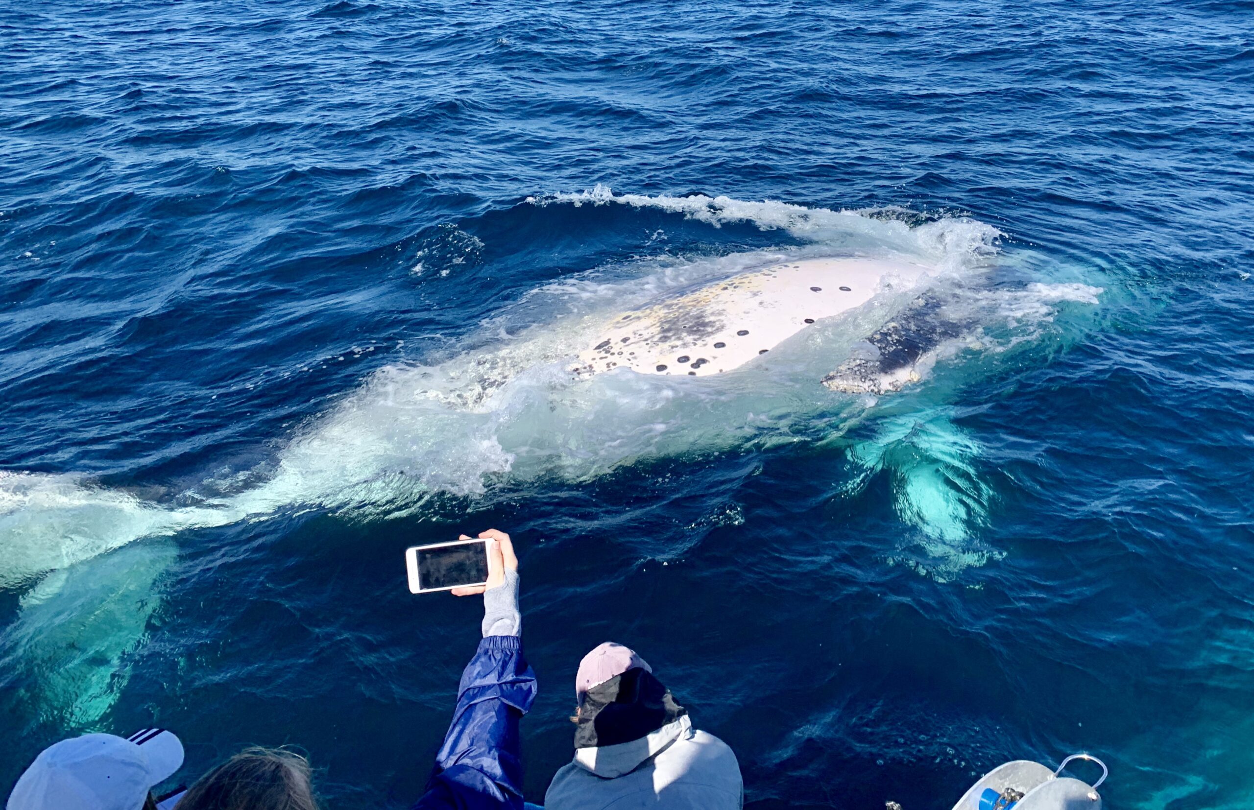 Boutique Whale Watching Adventure Tour