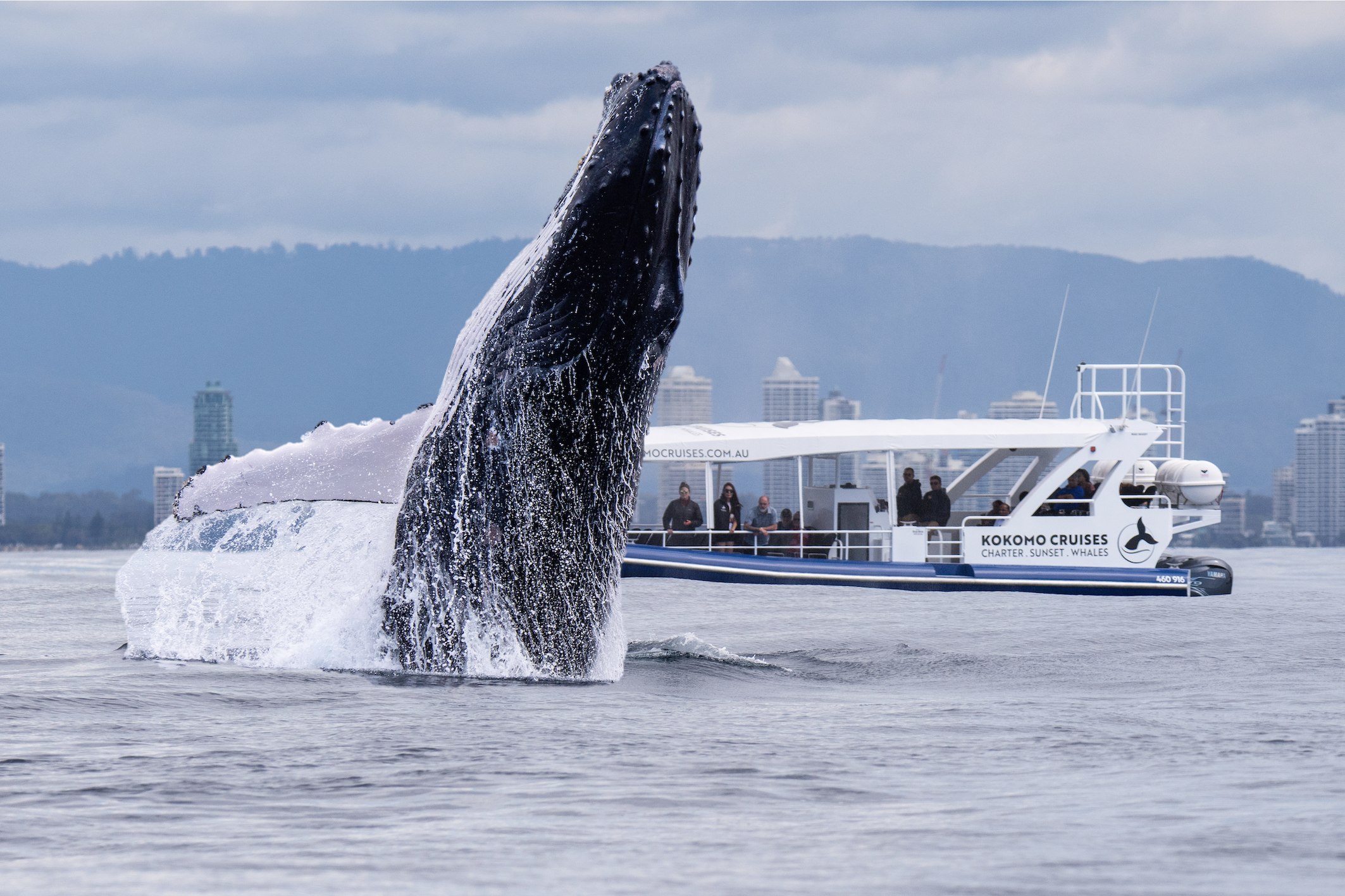 2.5hr Whale Watching Cruise