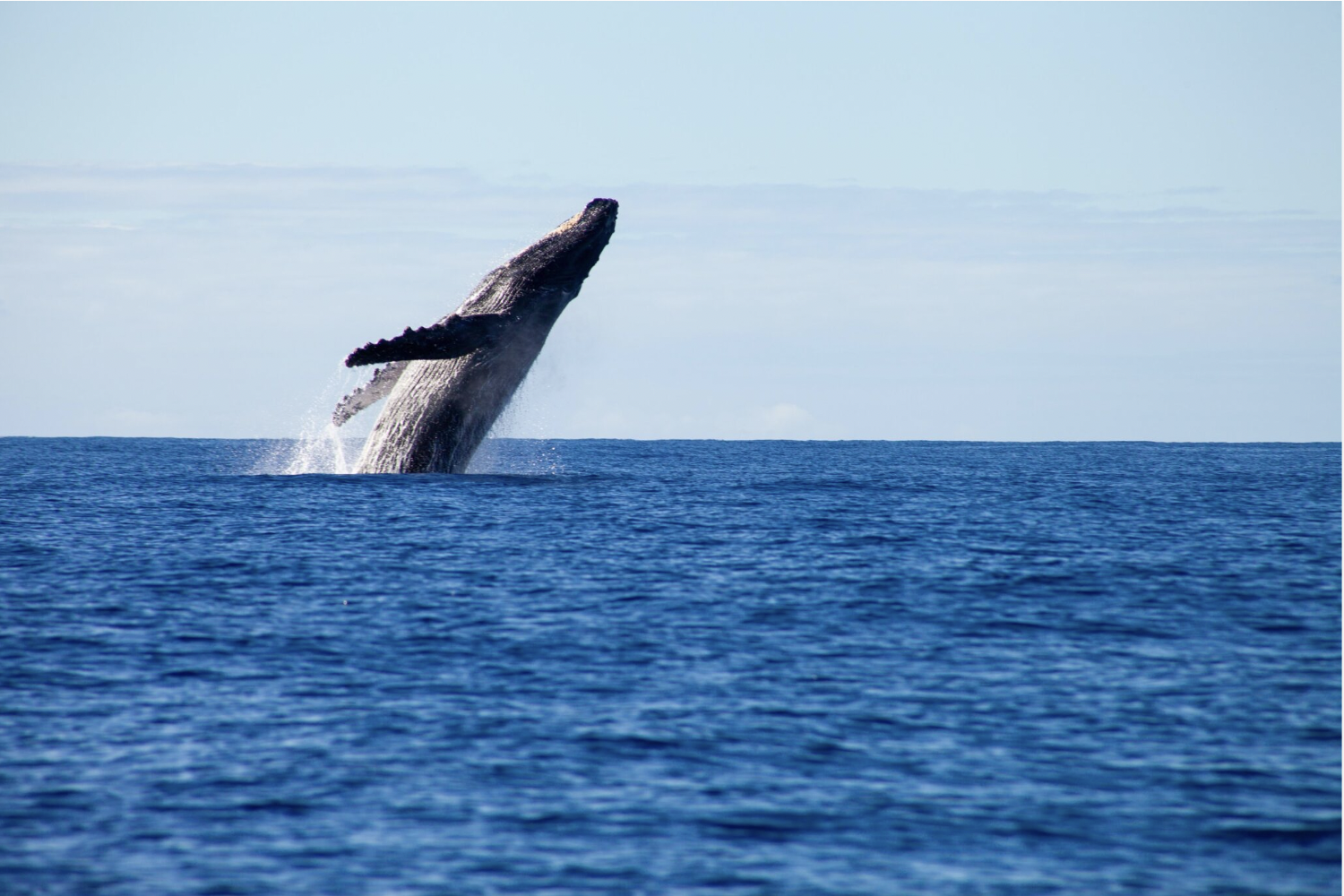 2.5hr Whale Watching Cruise