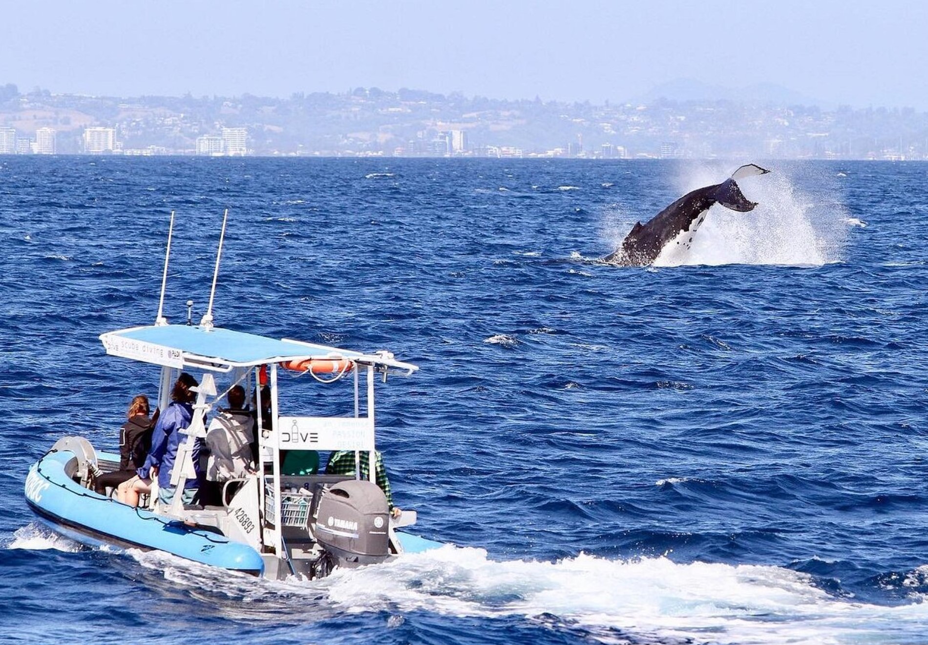 Small Boat Whale Watching Adventure Tour