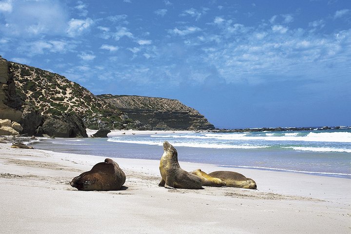 Kangaroo Island Shore Excursion Scenic Trail Tour