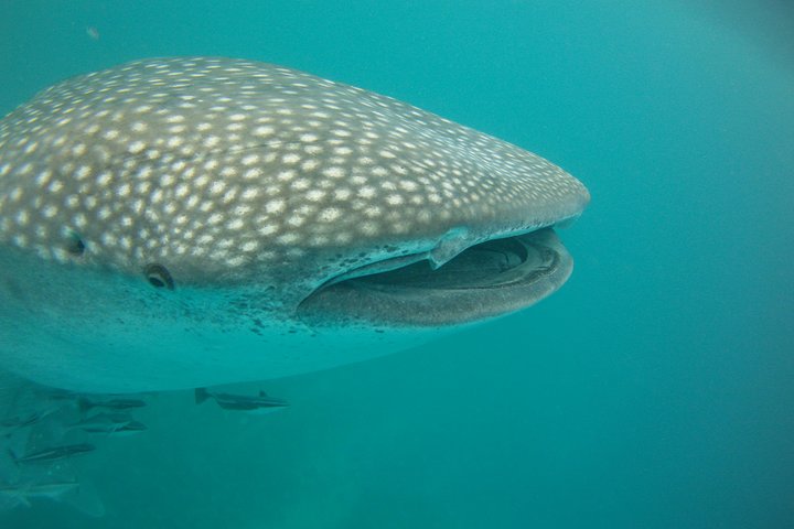 Deluxe WhaleShark Swim Tour on the Ningaloo Reef from Exmouth