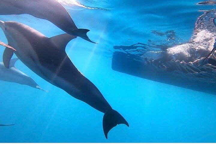 Half-Day Wild Dolphin Swim Cruise