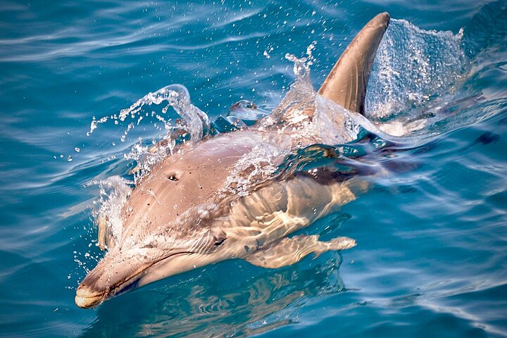 Half-Day Wild Dolphin Swim Cruise