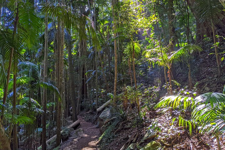 Full-Day Guided Mount Tamborine and Paradise Point Tour