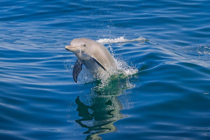 Dolphin Penguin & Sea lion Cruise – Wild Luxury Package for 2