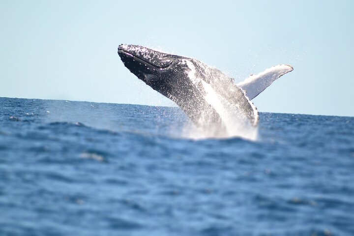 Small-Group Whale Watching Tour in Gold Coast