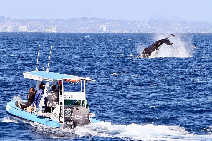 Small-Group Whale Watching Tour in Gold Coast