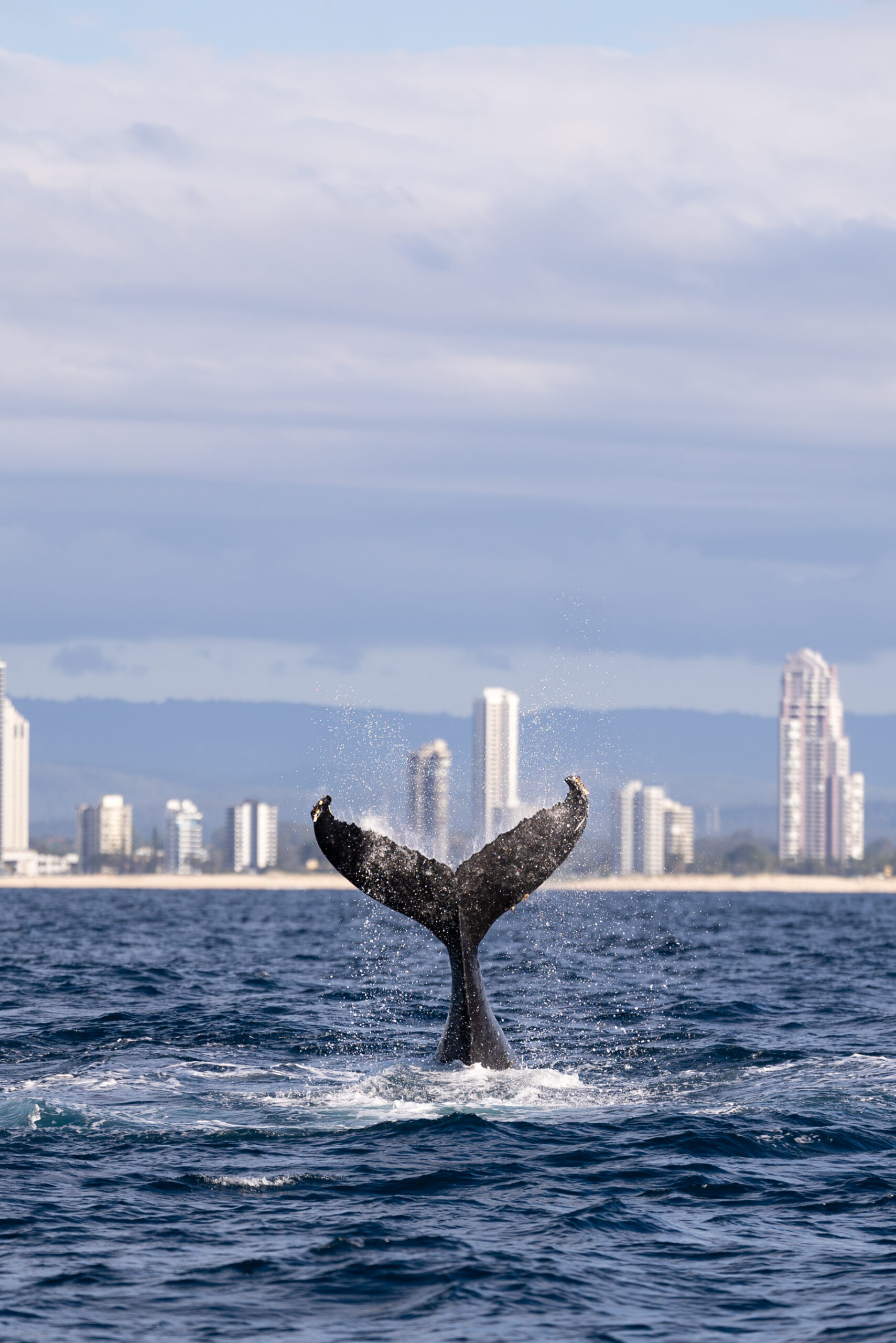 2.5hr Whale Watching Cruise