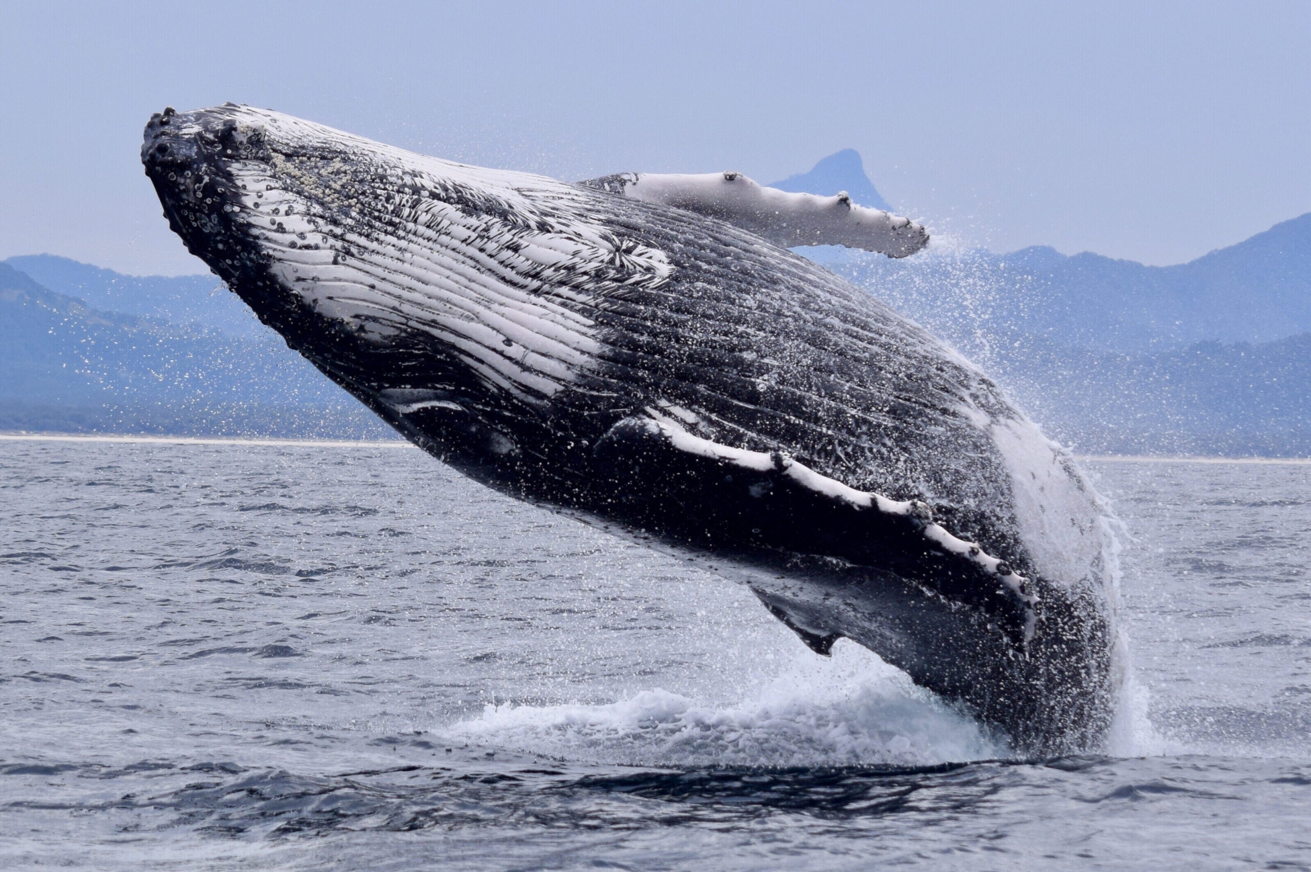 2.5hr Whale Watching Cruise