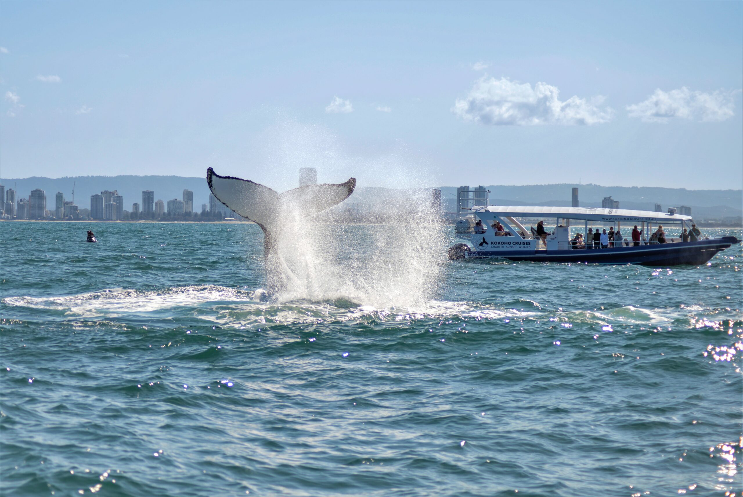 2.5hr Whale Watching Cruise