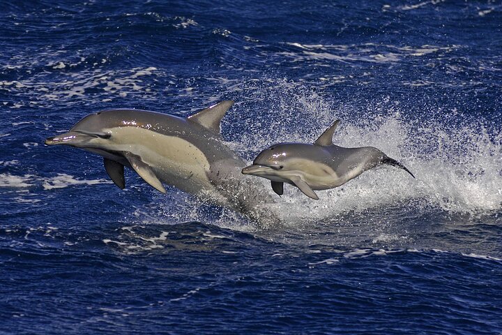 3 Hour Whale and Dolphin Watching Experience