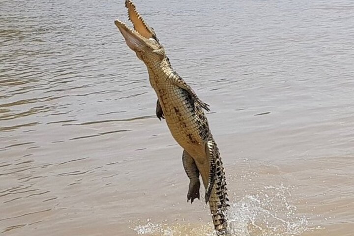Wildlife Tour with Jumping Crocodiles