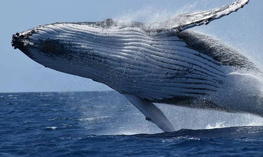 Busselton Whale Watching Cruise – 2 Hours