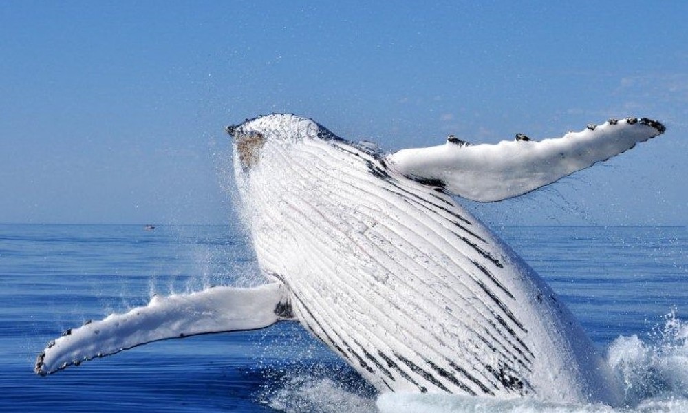 Busselton Whale Watching Cruise - 2 Hours