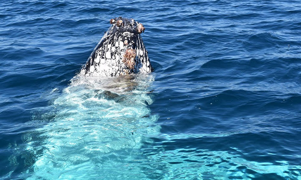 Busselton Whale Watching Cruise - 2 Hours